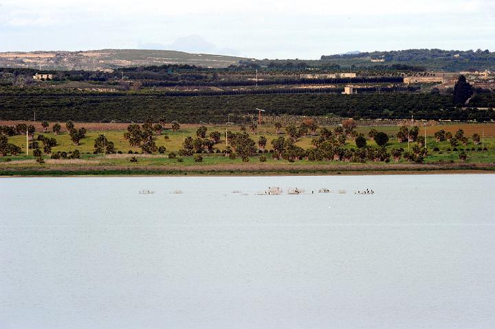 Biviere di Lentini 23.1.2011 (24).jpg